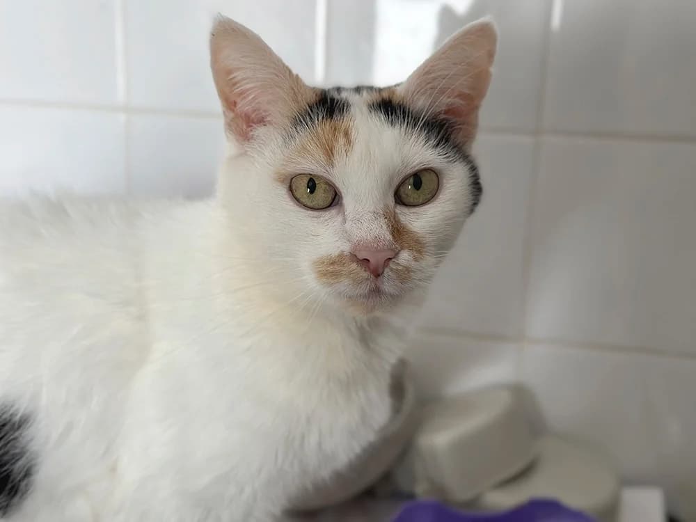 LILOU, female senior Mixed Breed for adoption at SPA Château-d'Olonne