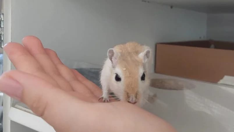 Charlie, female Mixed Breed for adoption at SPA Château-d'Olonne