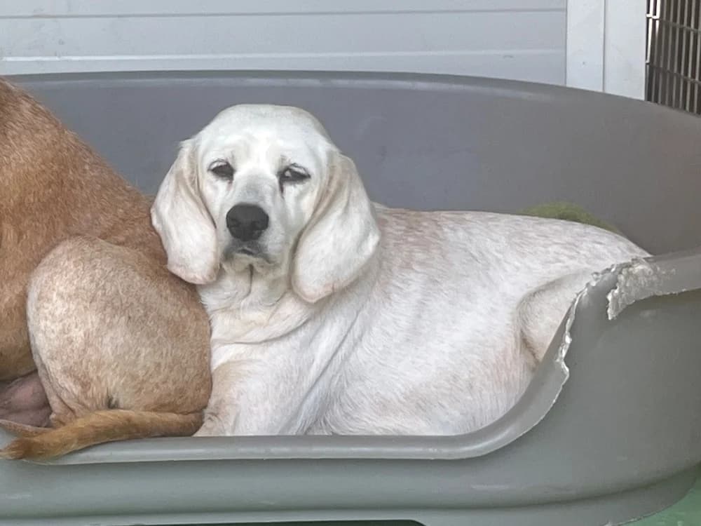 blondie, female senior Beagle for adoption at SPA Château-d'Olonne