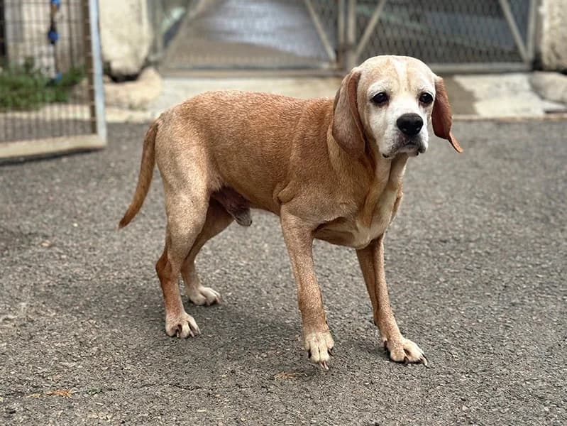Jamy, male 5yo Beagle for adoption at SPA Château-d'Olonne
