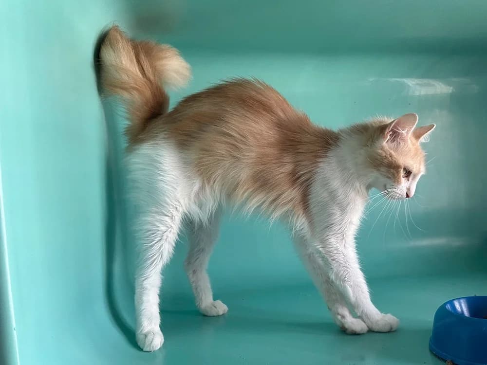spiky, female 4yo Mixed Breed for adoption at SPA Château-d'Olonne