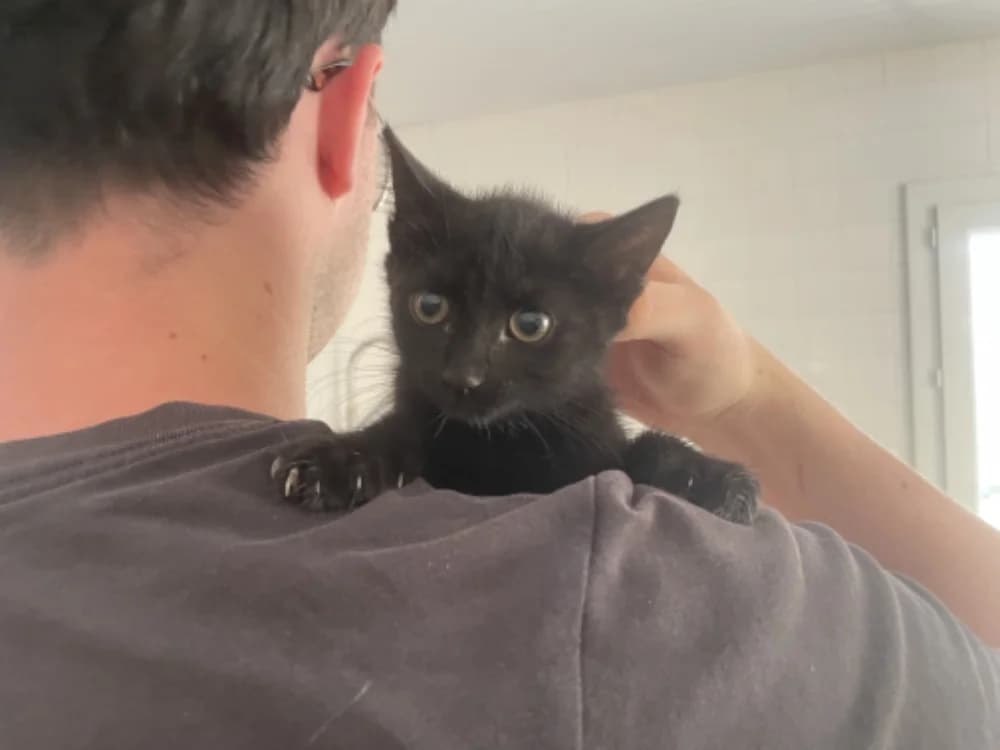 OMBRA, female Mixed Breed for adoption at SPA Château-d'Olonne
