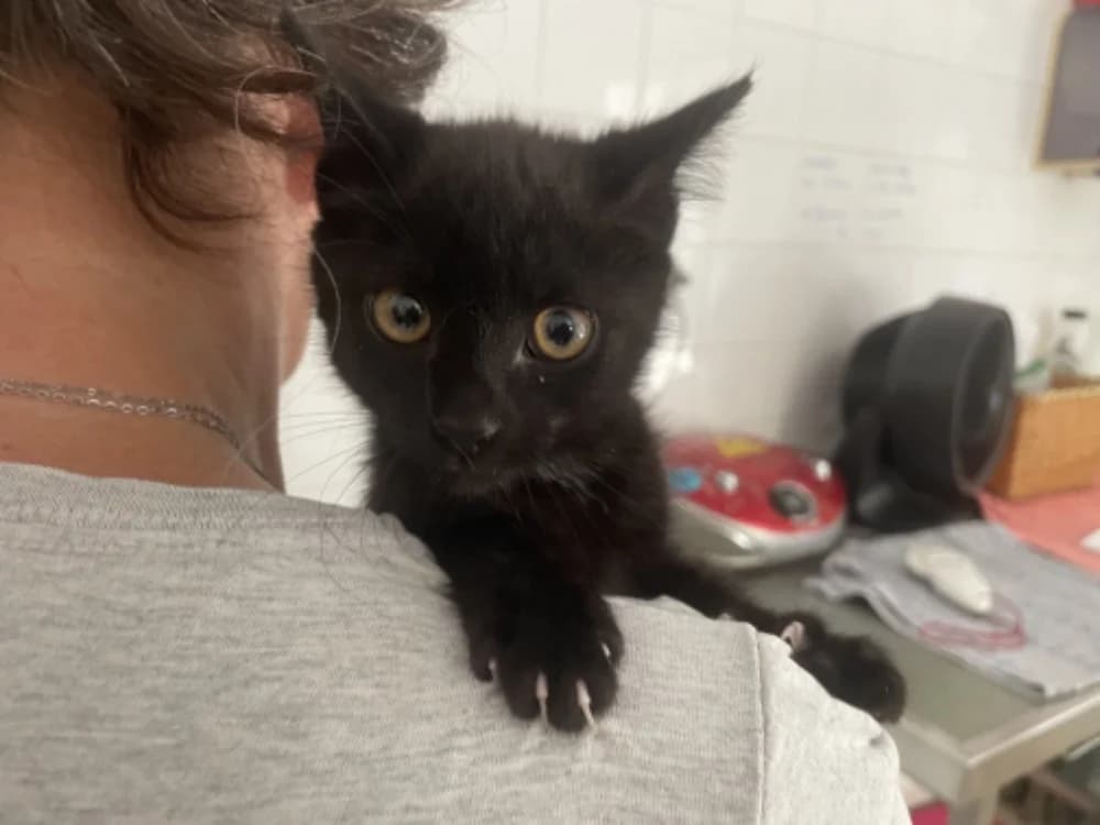EBENE, female mixed breed for adoption at SPA Château-d'Olonne