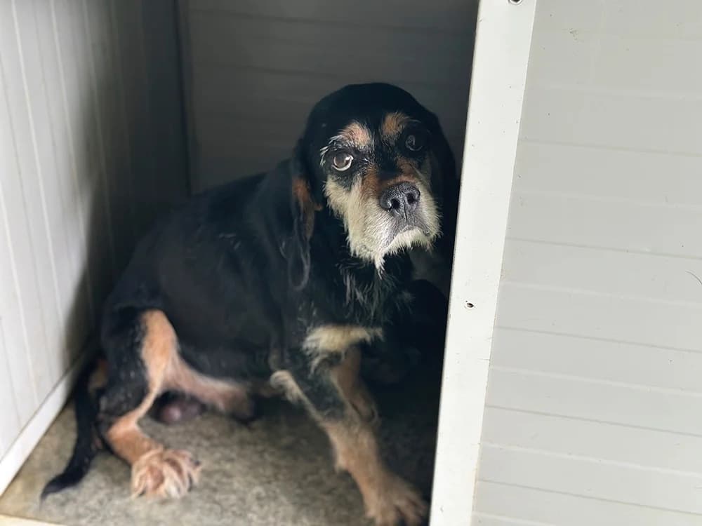 Fred, male 6yo Beagle for adoption at SPA Château-d'Olonne