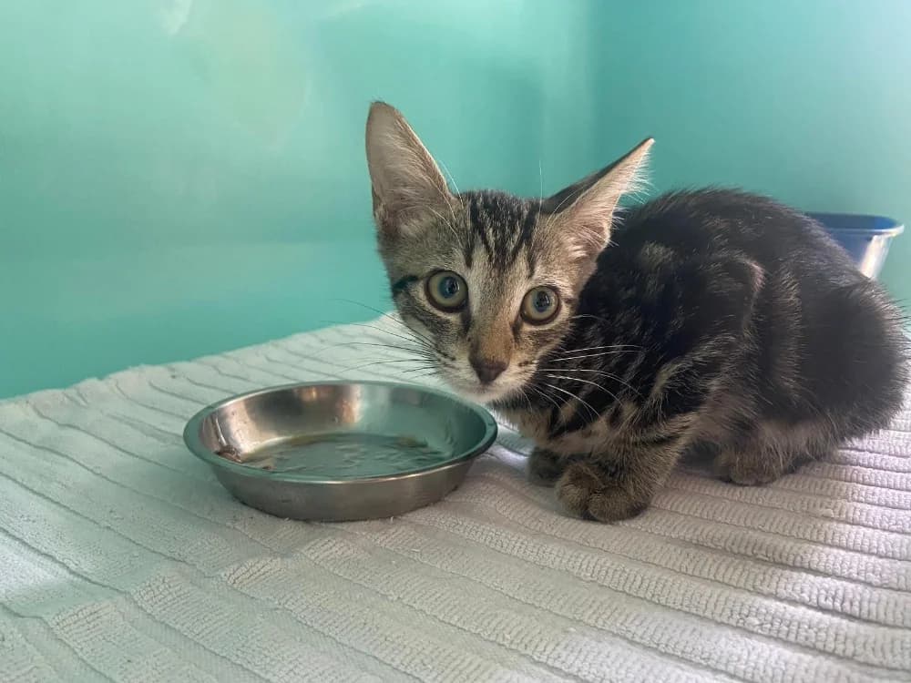 CHROME, male Mixed Breed for adoption at SPA Château-d'Olonne