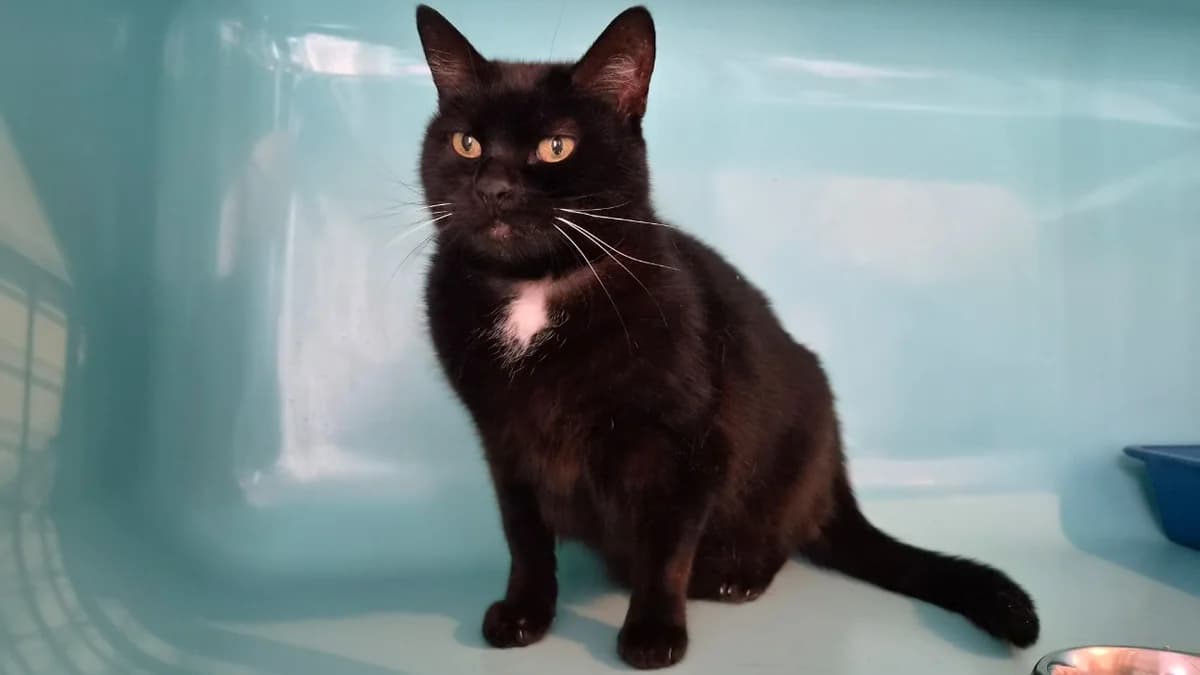 MYRTILLE, female senior mixed breed for adoption at SPA Château-d'Olonne