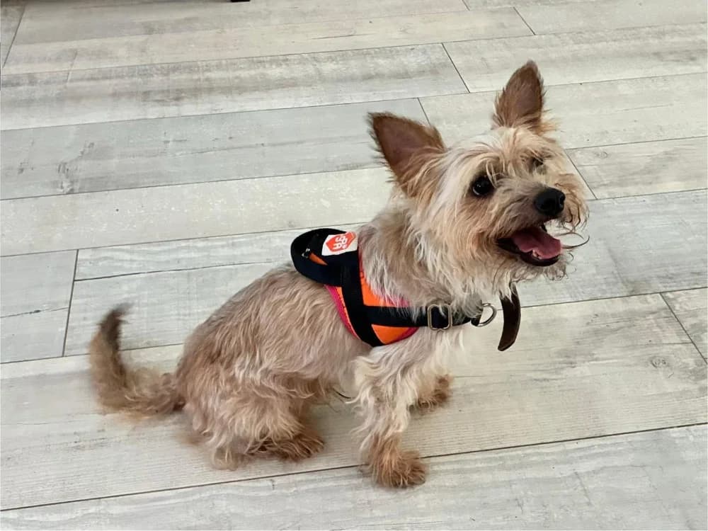 POM, male young Yorkshire Terrier for adoption at SPA Château-d'Olonne