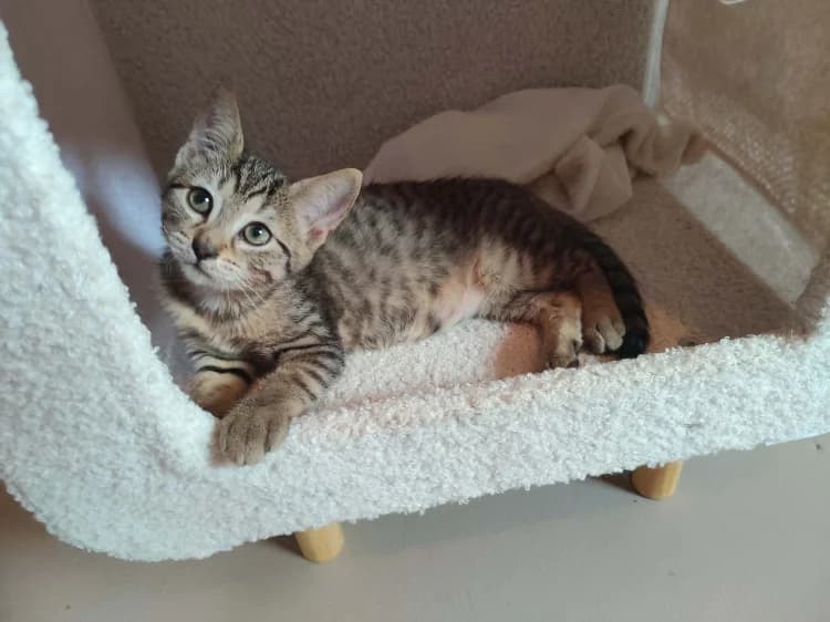 TARA, female Mixed Breed for adoption at SPA Château-d'Olonne