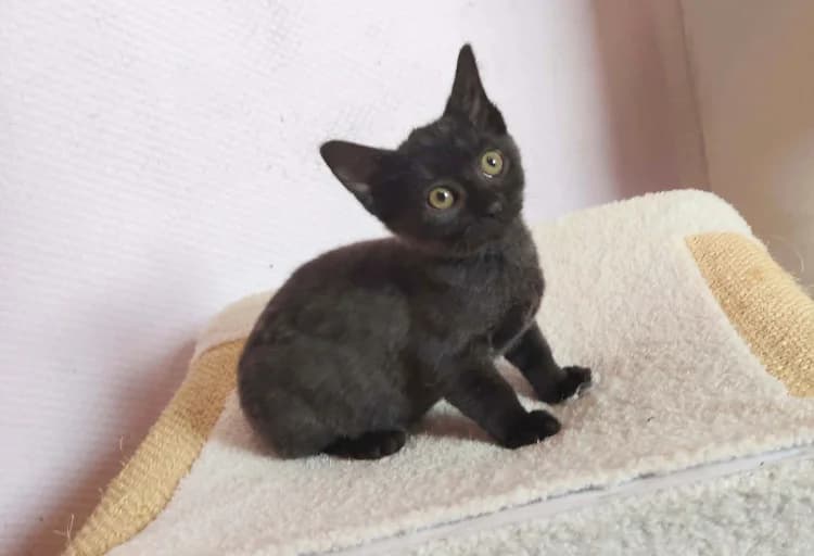 HOPE, female Mixed Breed for adoption at SPA Château-d'Olonne