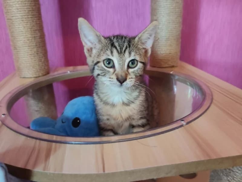 SUKI, female Mixed Breed for adoption at SPA Château-d'Olonne