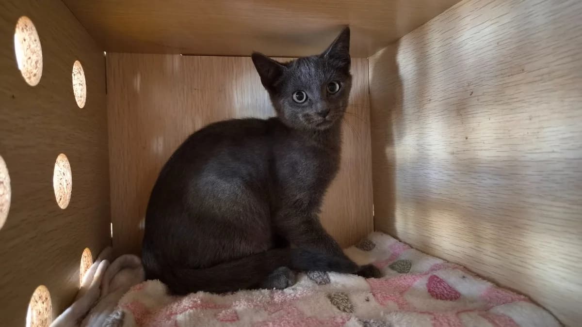 Diego, male puppy Mixed Breed for adoption at SPA Château-d'Olonne