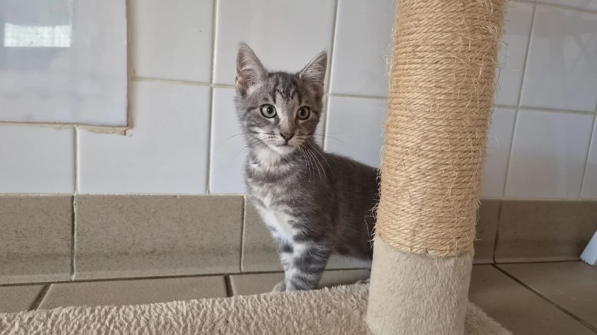 Manny, female mixed breed for adoption at SPA Château-d'Olonne