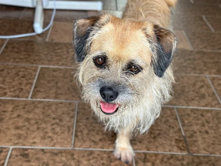 soaf (adoption duo avec Sanka), female 5yo Pug for adoption at SPA Château-d'Olonne