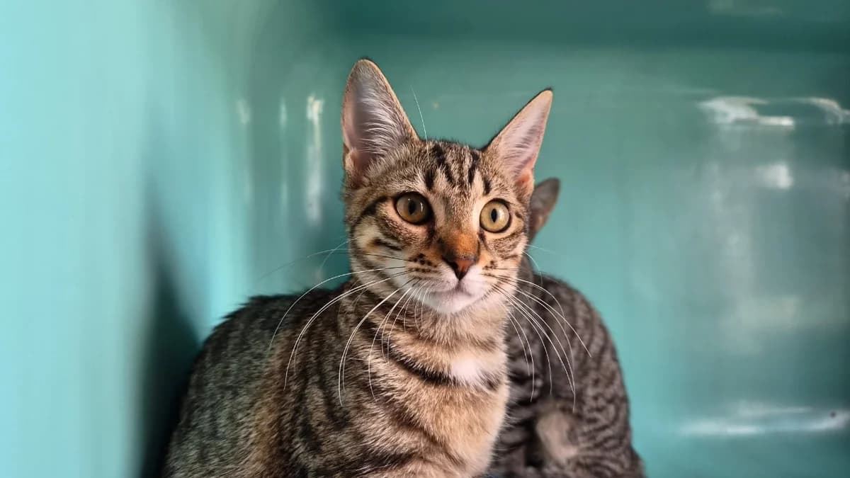 SCARLETT, female Mixed Breed for adoption at SPA Château-d'Olonne