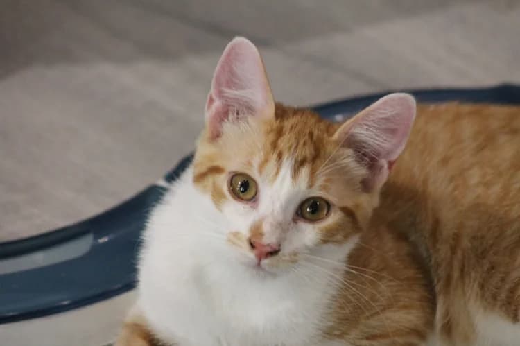 BARTSIE, male Mixed Breed for adoption at SPA Château-d'Olonne