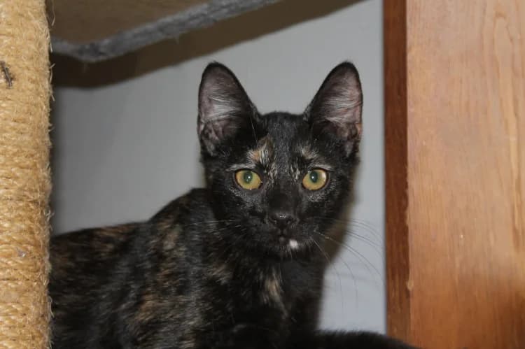 BIGNONE, female Mixed Breed for adoption at SPA Château-d'Olonne