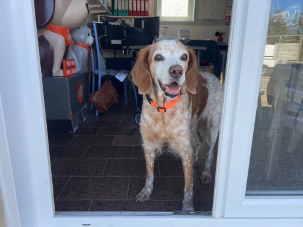 Holly, female senior Brittany Spaniel for adoption at SPA Château-d'Olonne