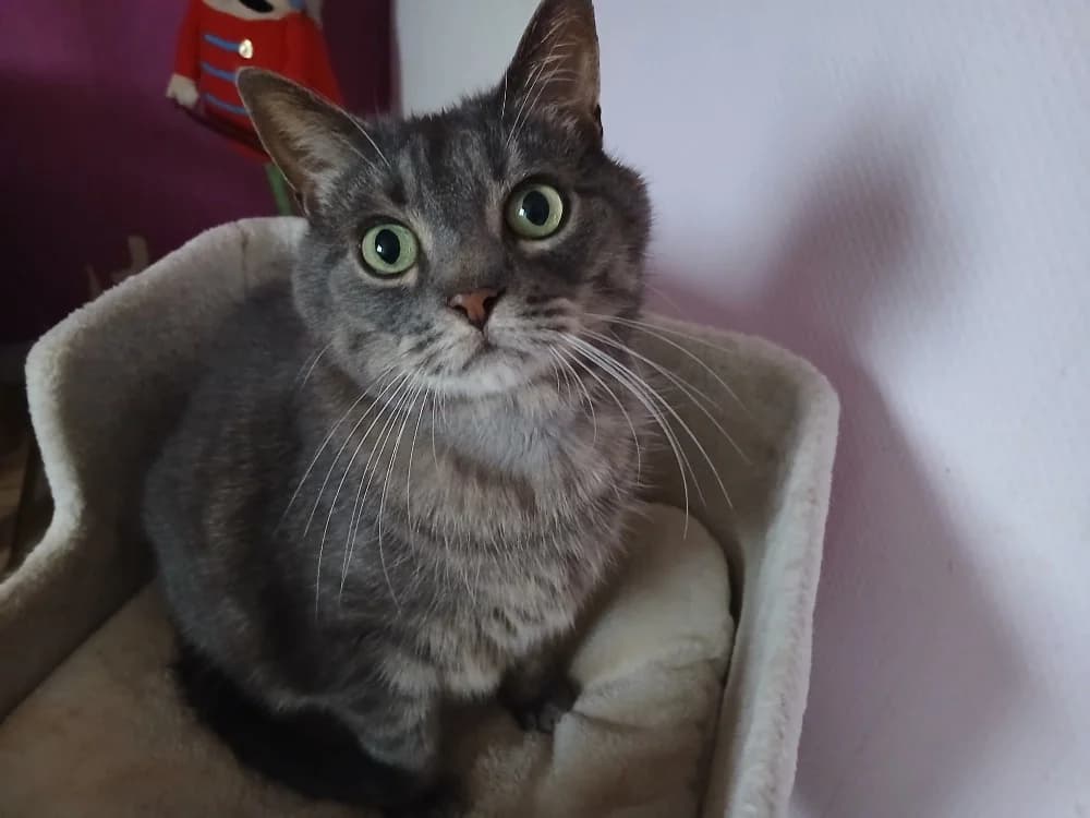 SPIROU, male 3yo Mixed Breed for adoption at SPA Château-d'Olonne