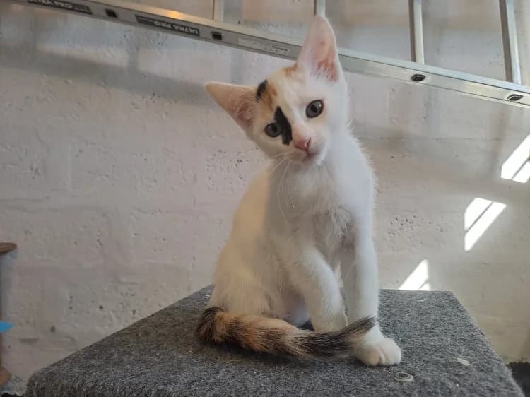 AMINA, female Mixed Breed for adoption at SPA Château-d'Olonne