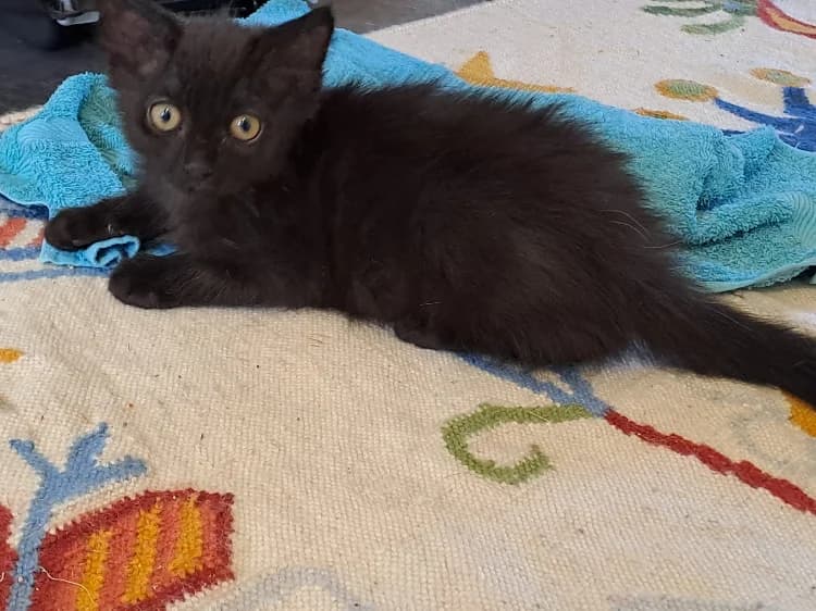 NEGAN, male Mixed Breed for adoption at SPA Château-d'Olonne