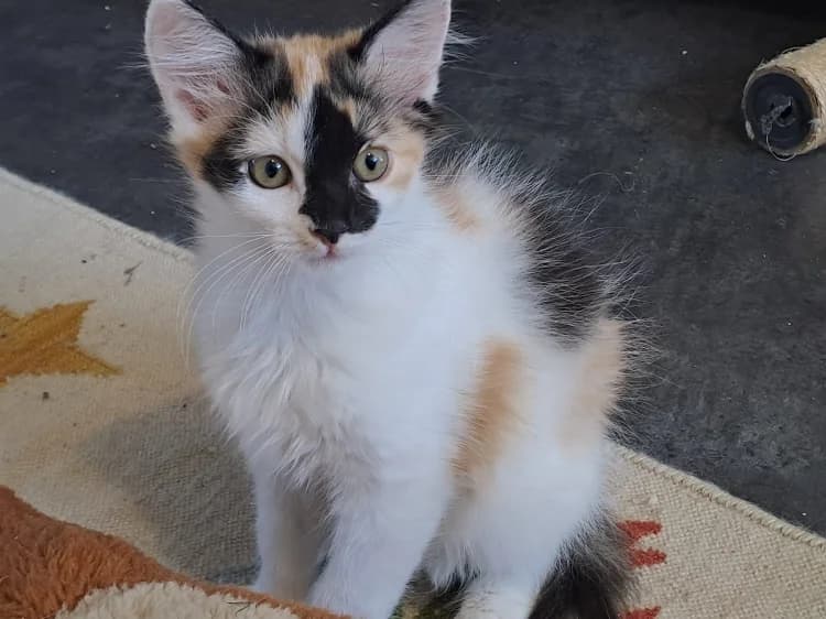 TILY, female Mixed Breed for adoption at SPA Château-d'Olonne