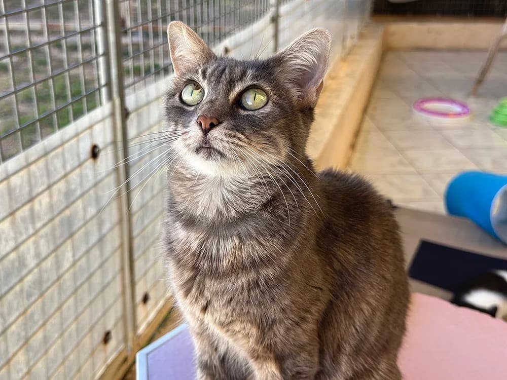 BELLA, female young mixed breed for adoption at SPA Château-d'Olonne
