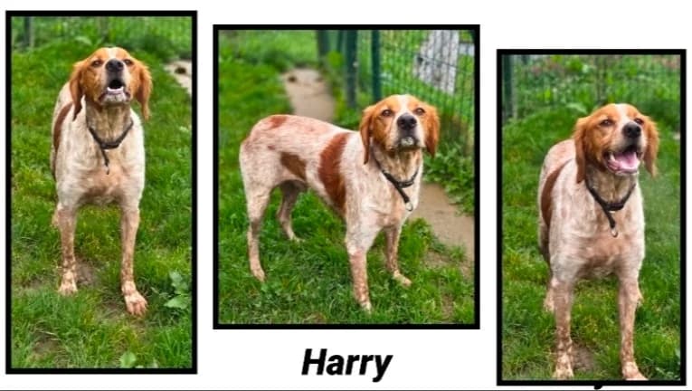 HARRY, male 5yo Brittany Spaniel for adoption at SPA Cherbourg (Cotentin), Cherbourg