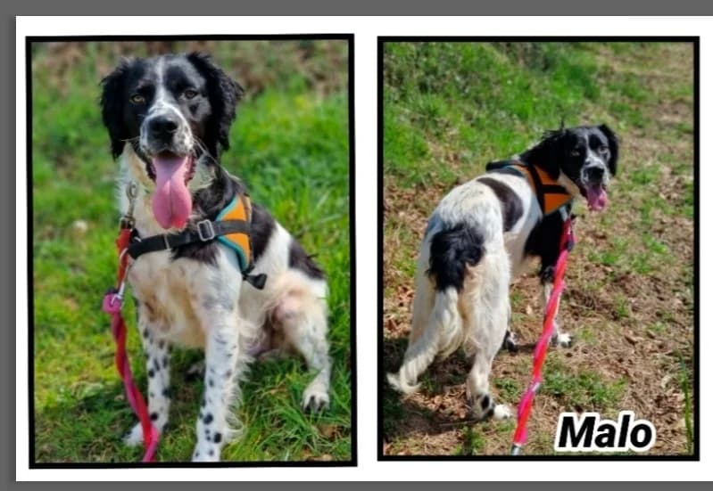 MALO, Brittany Spaniel (SPA Briançon)