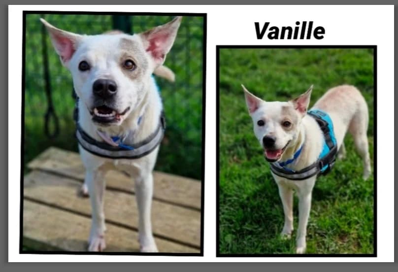 VANILLE (Réservée), female Mixed Breed for adoption at SPA Cherbourg (Cotentin), Cherbourg