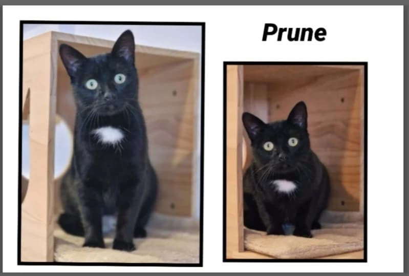 PRUNE,  (Bouguenais))