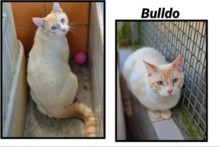 BULLDO (Réservé), male young mixed breed for adoption at SPA Cherbourg (Cotentin), Cherbourg