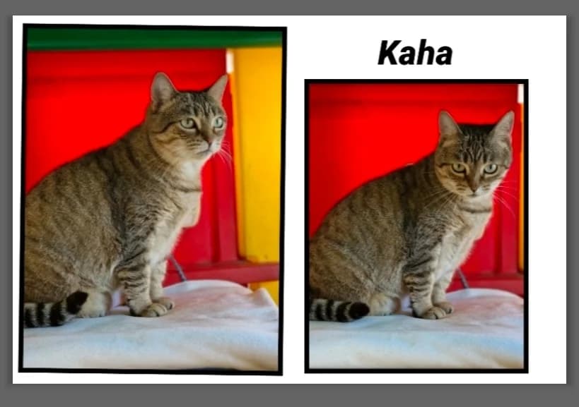 KAHA, female 6yo mixed breed for adoption at SPA Cherbourg (Cotentin), Cherbourg