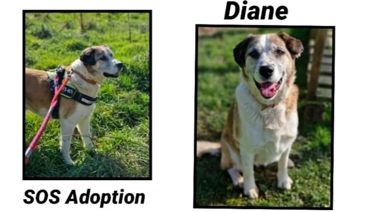 DIANE, female senior Labrador Retriever for adoption at SPA Cherbourg (Cotentin), Cherbourg