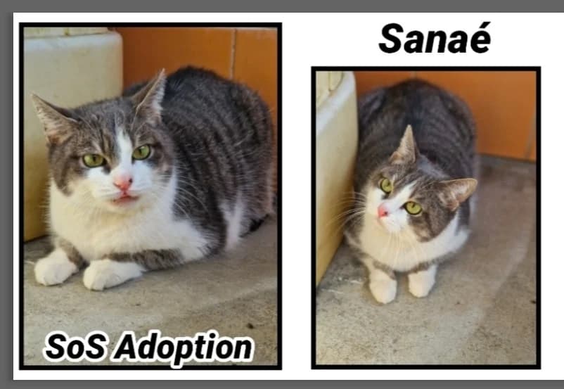 SANAE, female senior Mixed Breed for adoption at SPA Cherbourg (Cotentin), Cherbourg