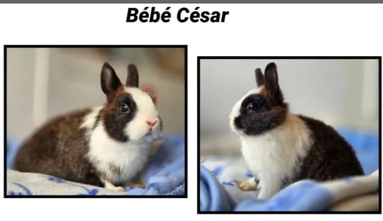 BEBE CESAR ( Réservé), male young Mixed Breed for adoption at SPA Cherbourg (Cotentin), Cherbourg