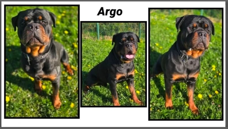 ARGO, male young Rottweiler for adoption at SPA Cherbourg (Cotentin), Cherbourg