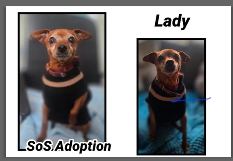 LADY, female senior mixed breed for adoption at SPA Cherbourg (Cotentin), Cherbourg