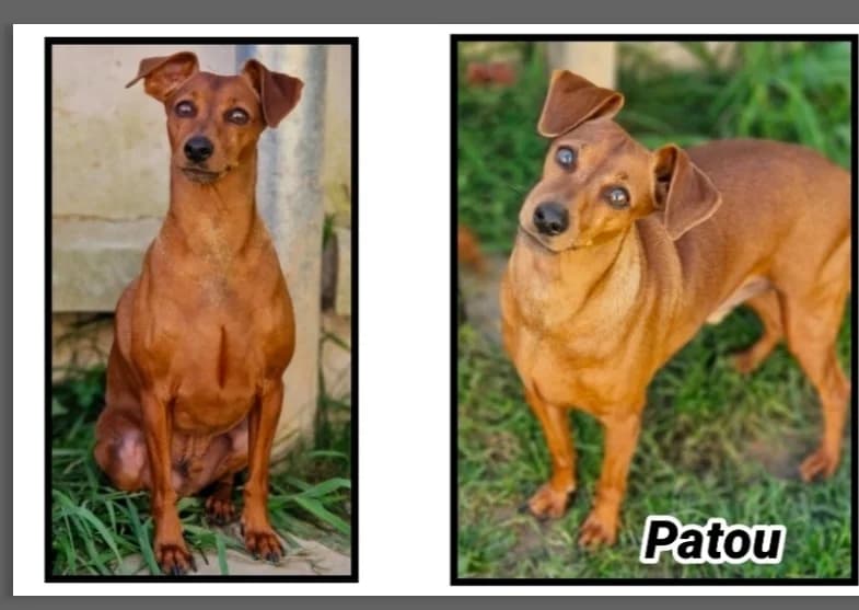 PATOU, male 6yo mixed breed for adoption at SPA Cherbourg (Cotentin), Cherbourg