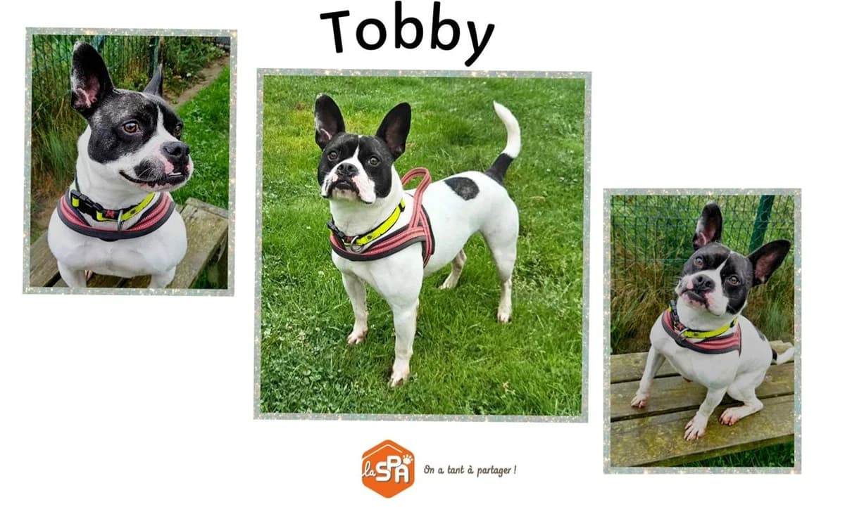 Tobby, male 5yo Mixed Breed for adoption at SPA Cherbourg (Cotentin), Cherbourg