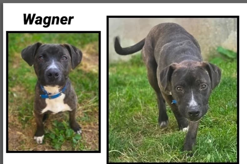 WAGNER (Réservé), male Mixed Breed for adoption at SPA Cherbourg (Cotentin), Cherbourg
