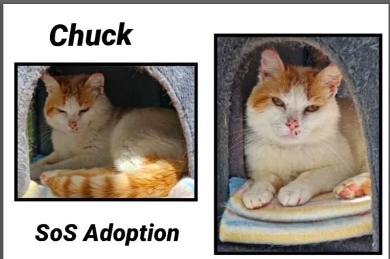 CHUCK, male 6yo Mixed Breed for adoption at SPA Cherbourg (Cotentin), Cherbourg
