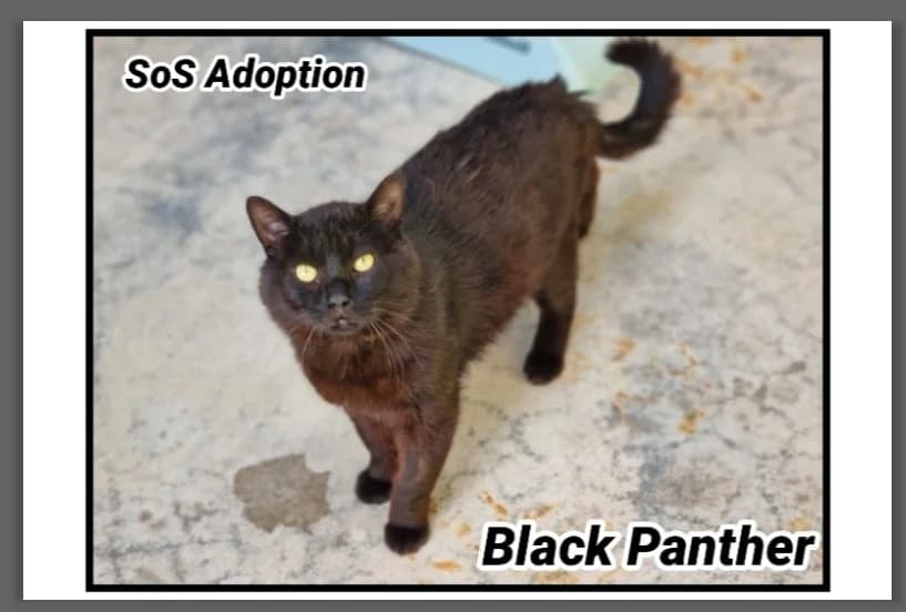 BLACK PANTHER, male 5yo mixed breed for adoption at SPA Cherbourg (Cotentin), Cherbourg