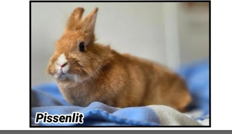 PISSENLIT, female young Mixed Breed for adoption at SPA Cherbourg (Cotentin), Cherbourg