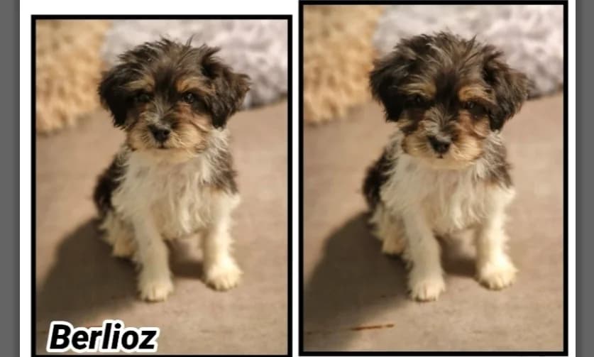 BERLIOZ, male Mixed Breed for adoption at SPA Chilleurs-aux-Bois, Chilleurs