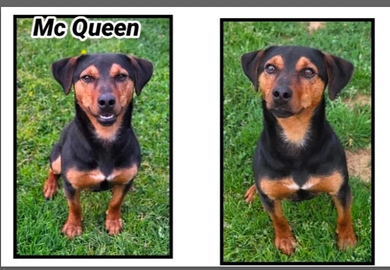 MC QUEEN, male young Dachshund for adoption at SPA Cherbourg (Cotentin), Cherbourg