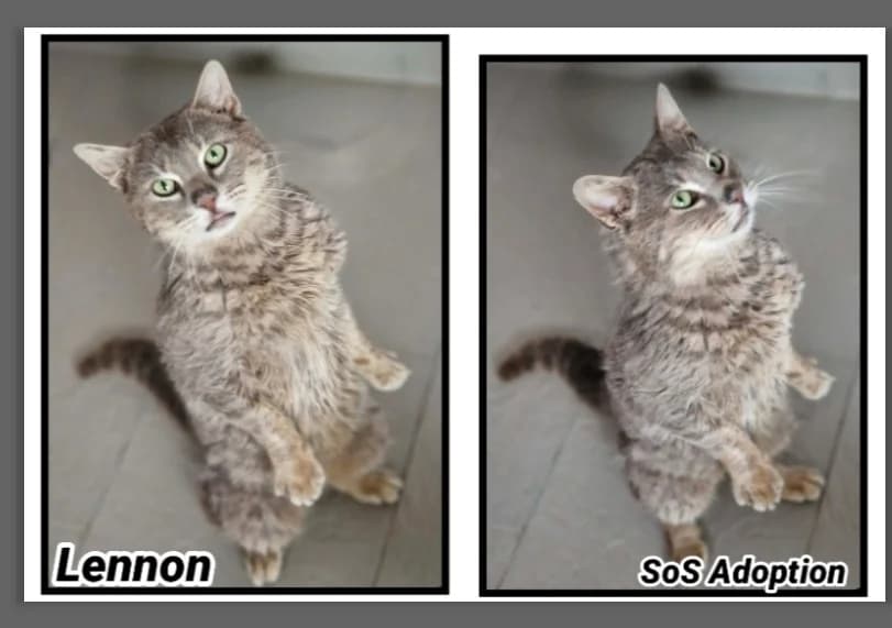 LENNON, male 7yo Mixed Breed for adoption at SPA Cherbourg (Cotentin), Cherbourg