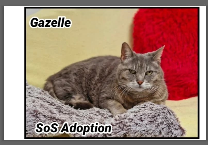 GAZELLE, female senior Mixed Breed for adoption at SPA Cherbourg (Cotentin), Cherbourg