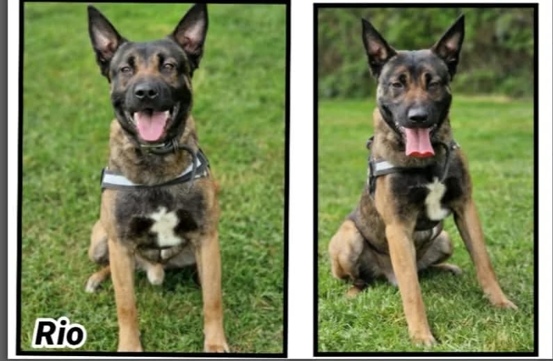 RIO, male young Belgian Malinois for adoption at SPA Cherbourg (Cotentin), Cherbourg