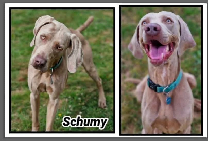 SCHUMY, male 4yo Pointer for adoption at SPA Cherbourg (Cotentin), Cherbourg