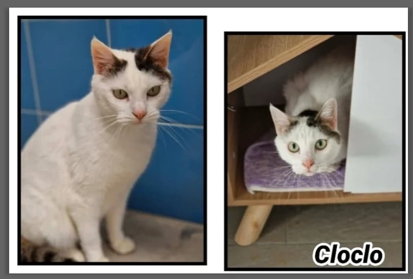 CLOCLO, male 6yo Mixed Breed for adoption at SPA Cherbourg (Cotentin), Cherbourg